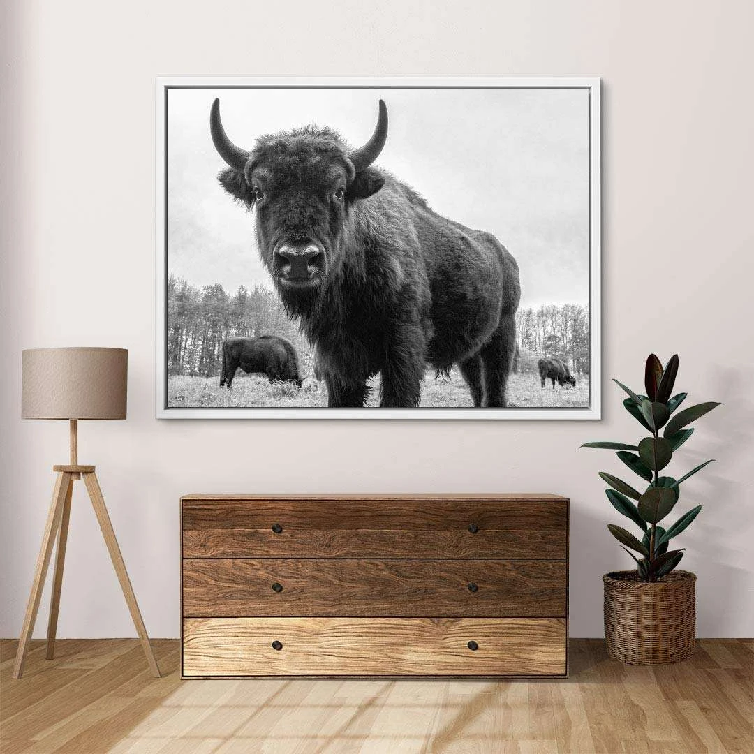 Auerochsen Bulle 9 Auerochsen Bulle – Bild 7