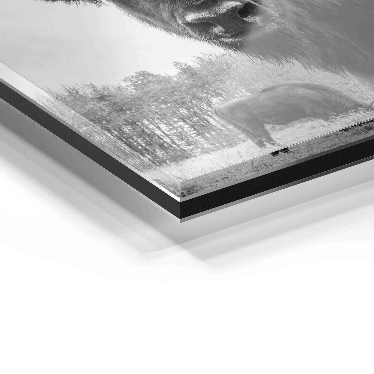 Auerochsen Bulle 12 Auerochsen Bulle – Bild 10