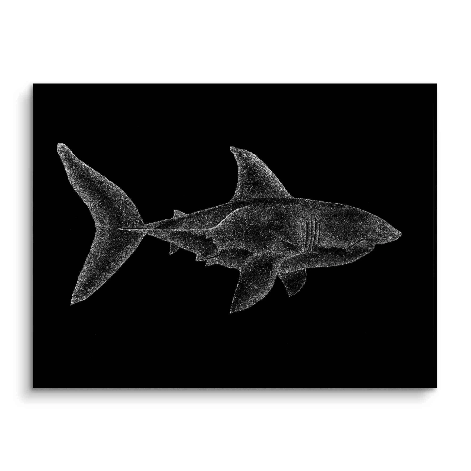 Shark 5 Shark – Bild 3