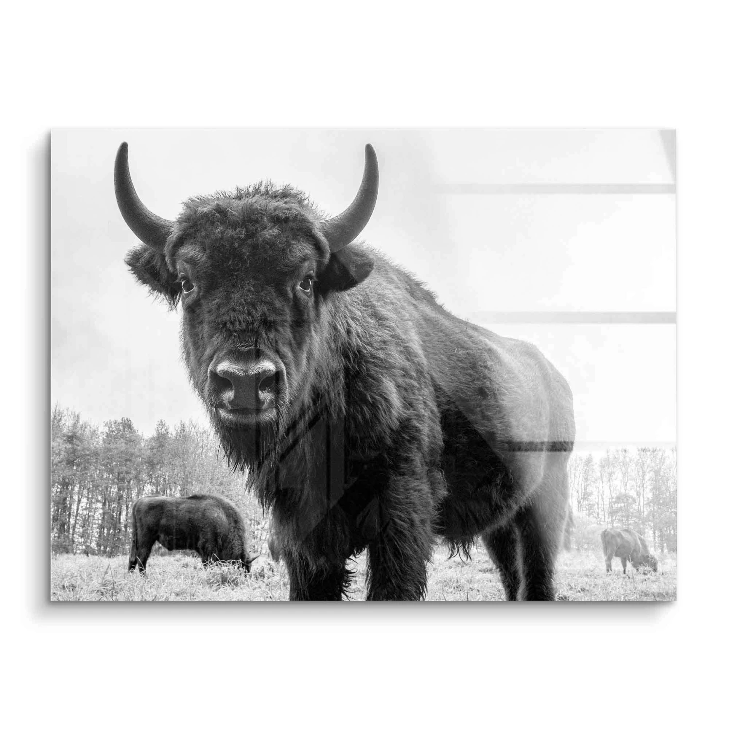 Auerochsen Bulle 4 Auerochsen Bulle – Bild 2