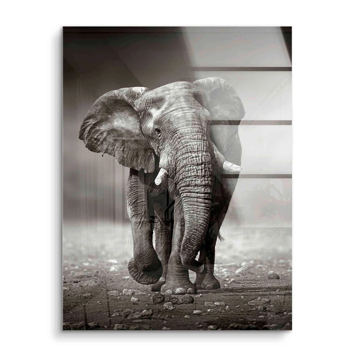 Young Elephant 4 Young Elephant – Bild 2