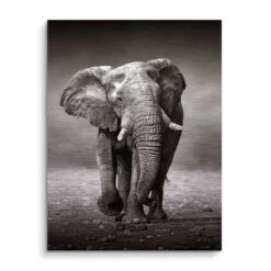 Young Elephant 16 Young Elephant -Artmind wandbild elephant baby artmind bild brushed