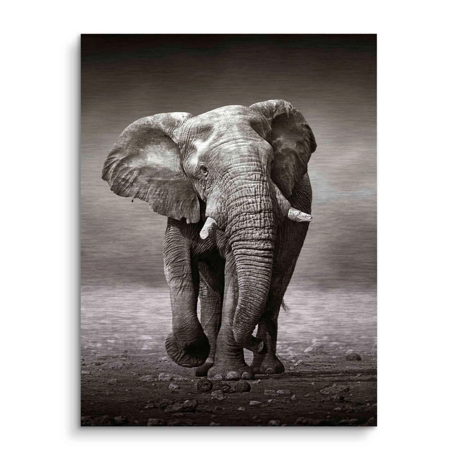 Young Elephant 5 Young Elephant – Bild 3