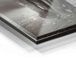 Young Elephant 21 Young Elephant -Artmind wandbild elephant baby artmind bild detail acryl