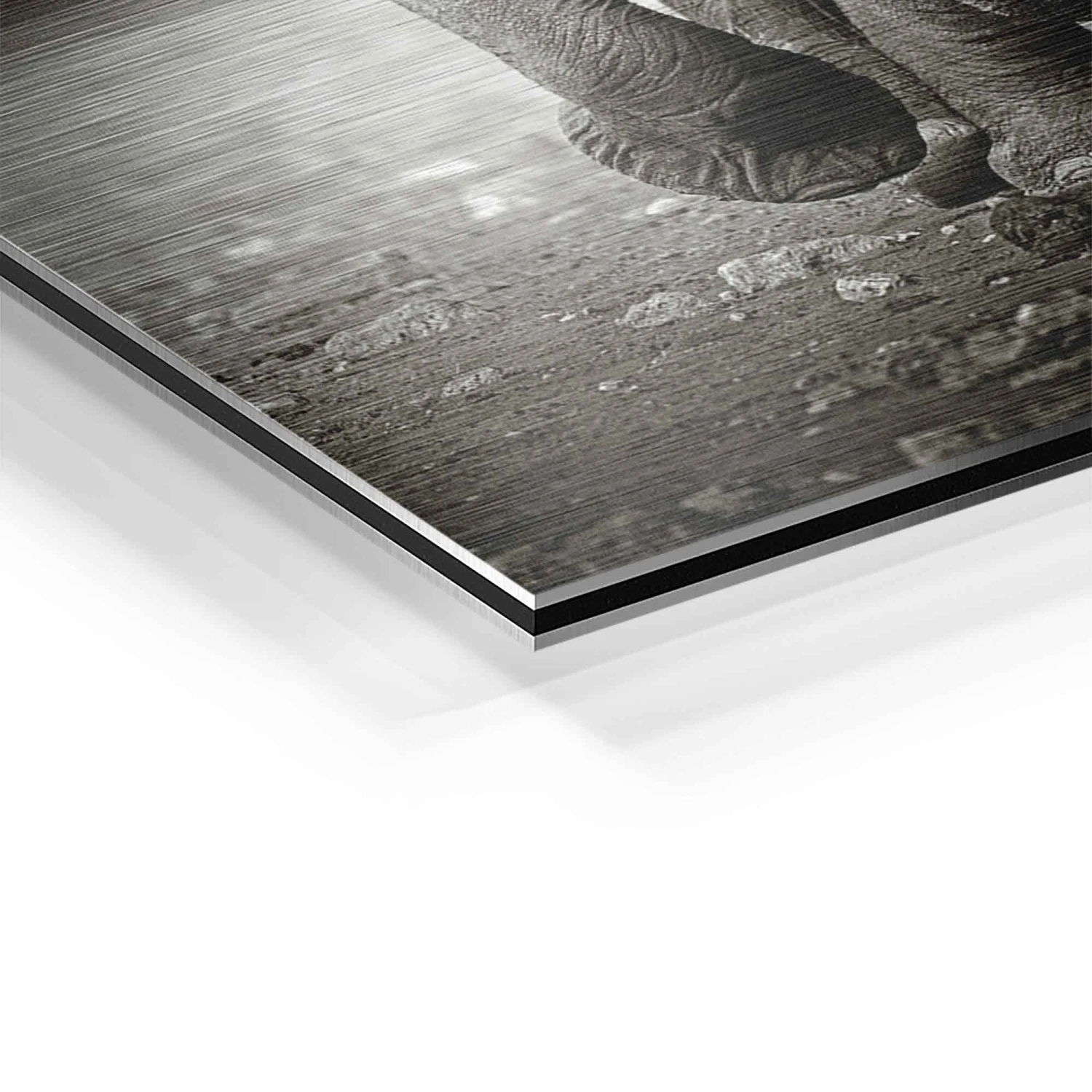 Young Elephant 11 Young Elephant – Bild 9