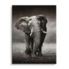 Young Elephant 1 Young Elephant -Artmind wandbild elephant baby artmind bild leinwand