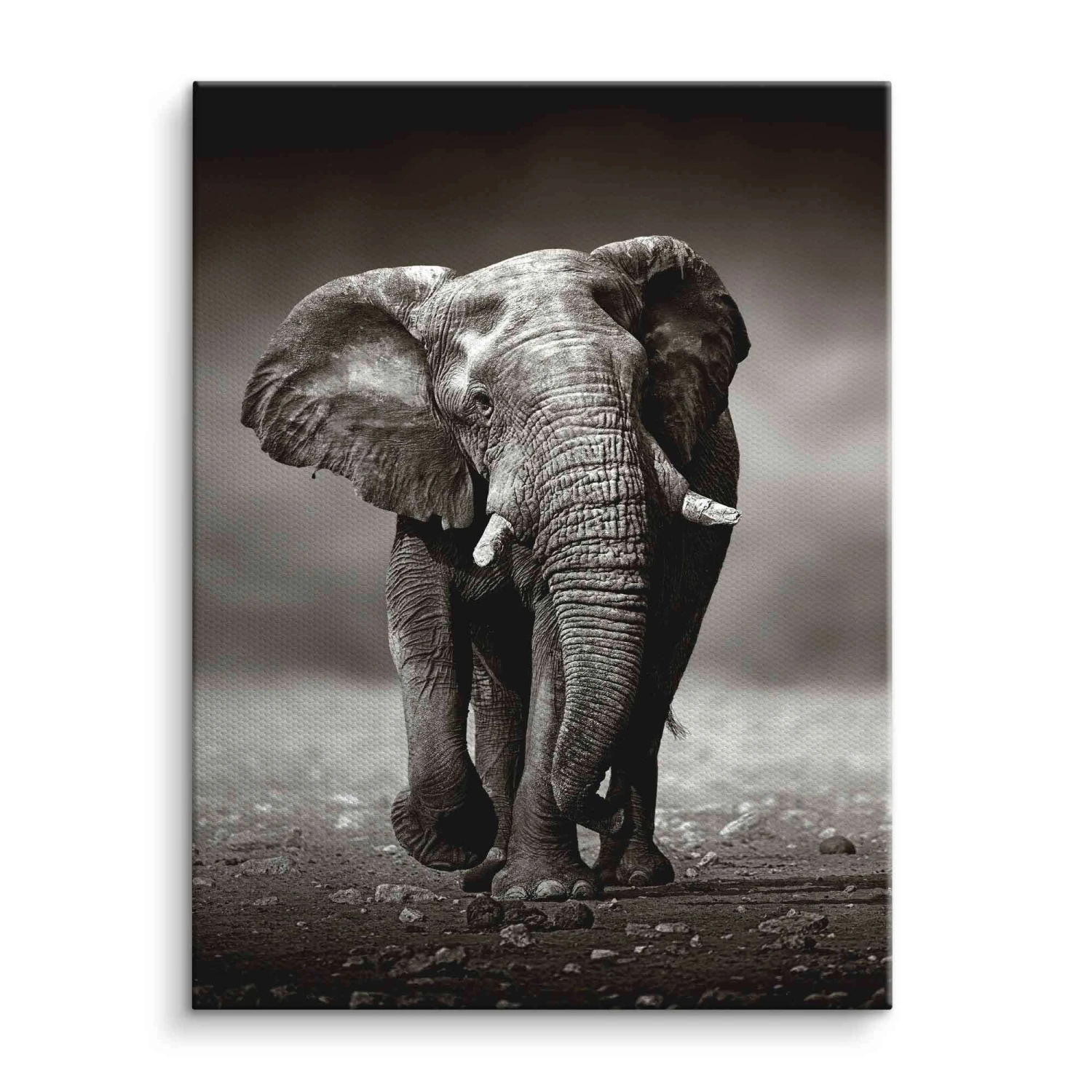 Young Elephant 3 Young Elephant