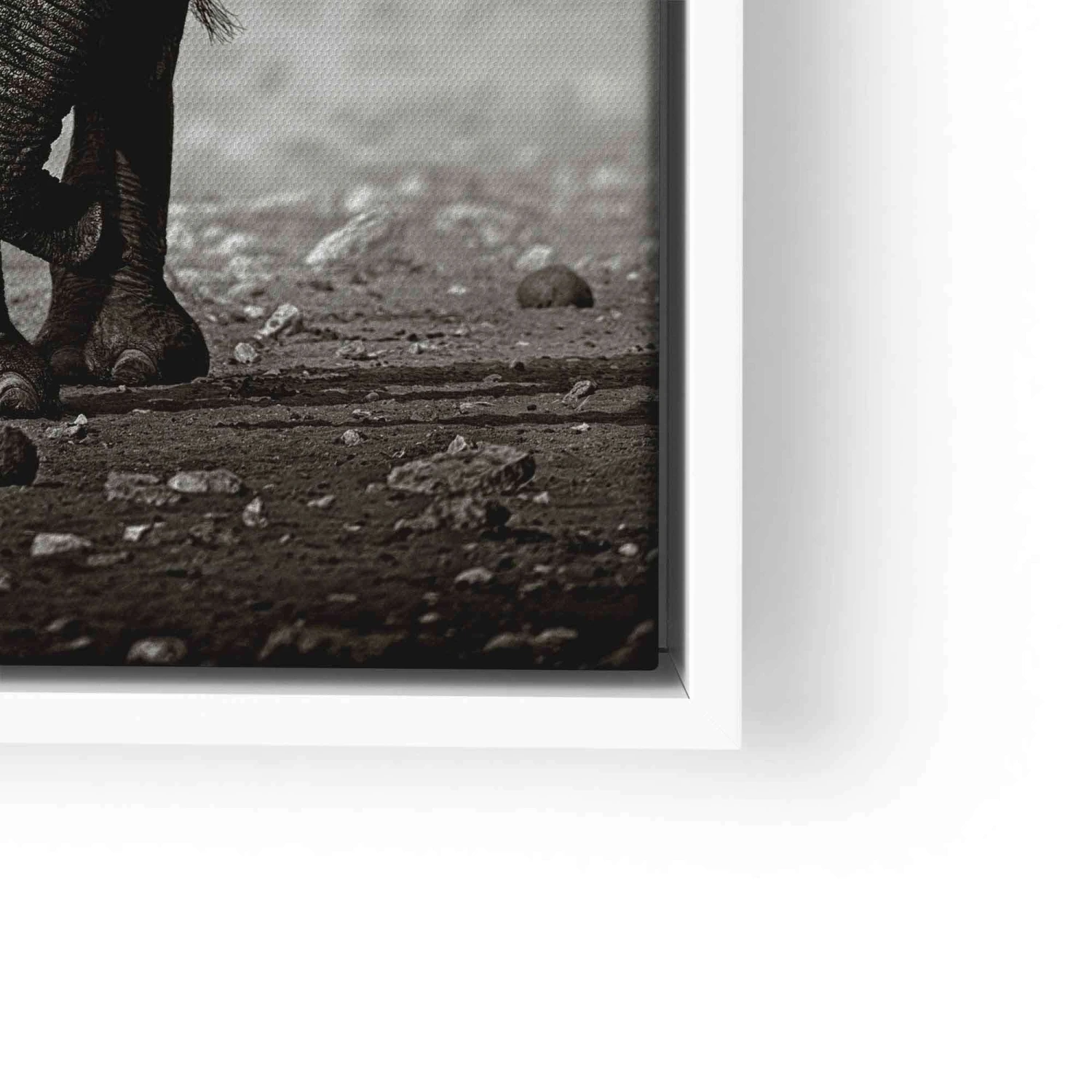 Young Elephant 14 Young Elephant – Bild 12