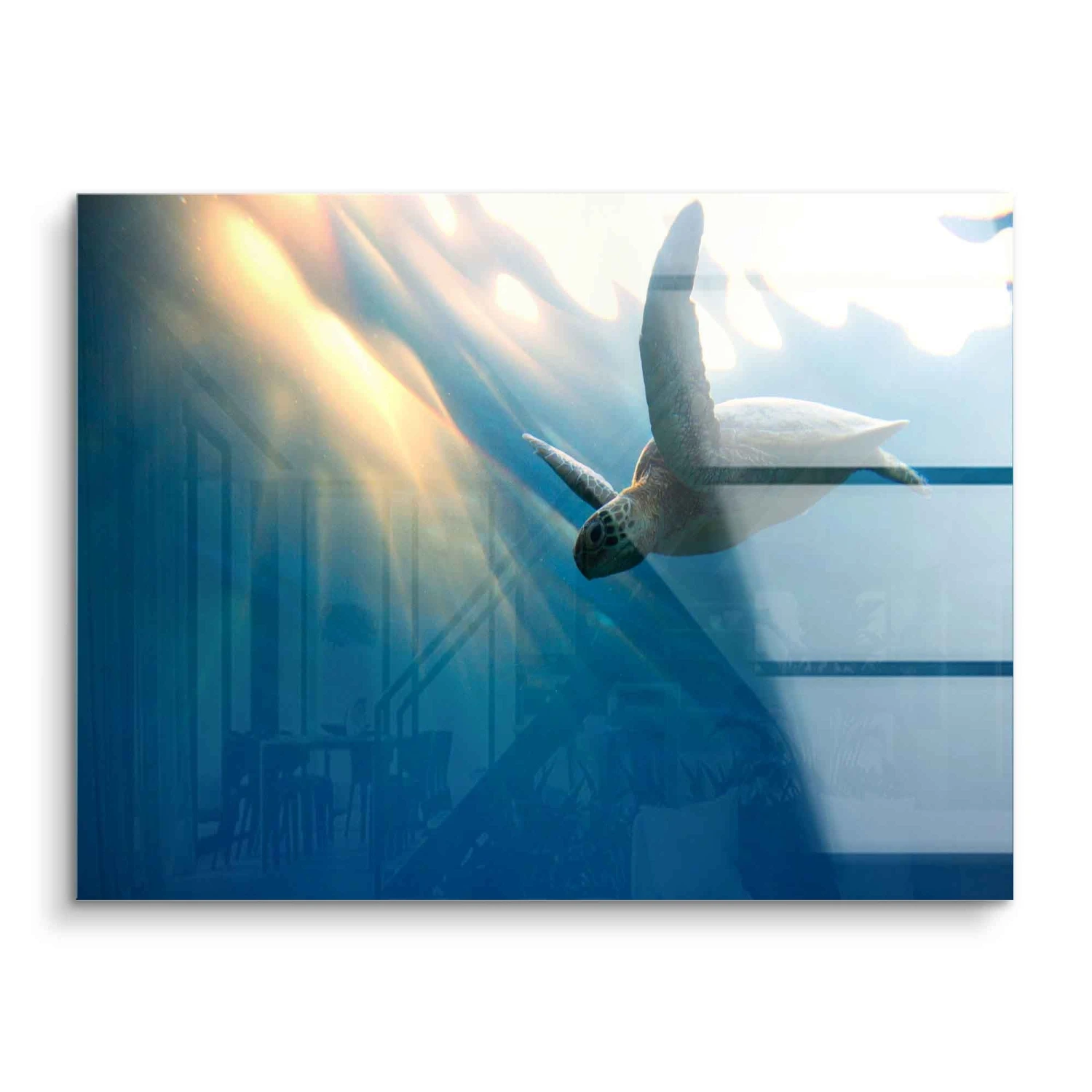 Floating Turtle 3 Floating Turtle