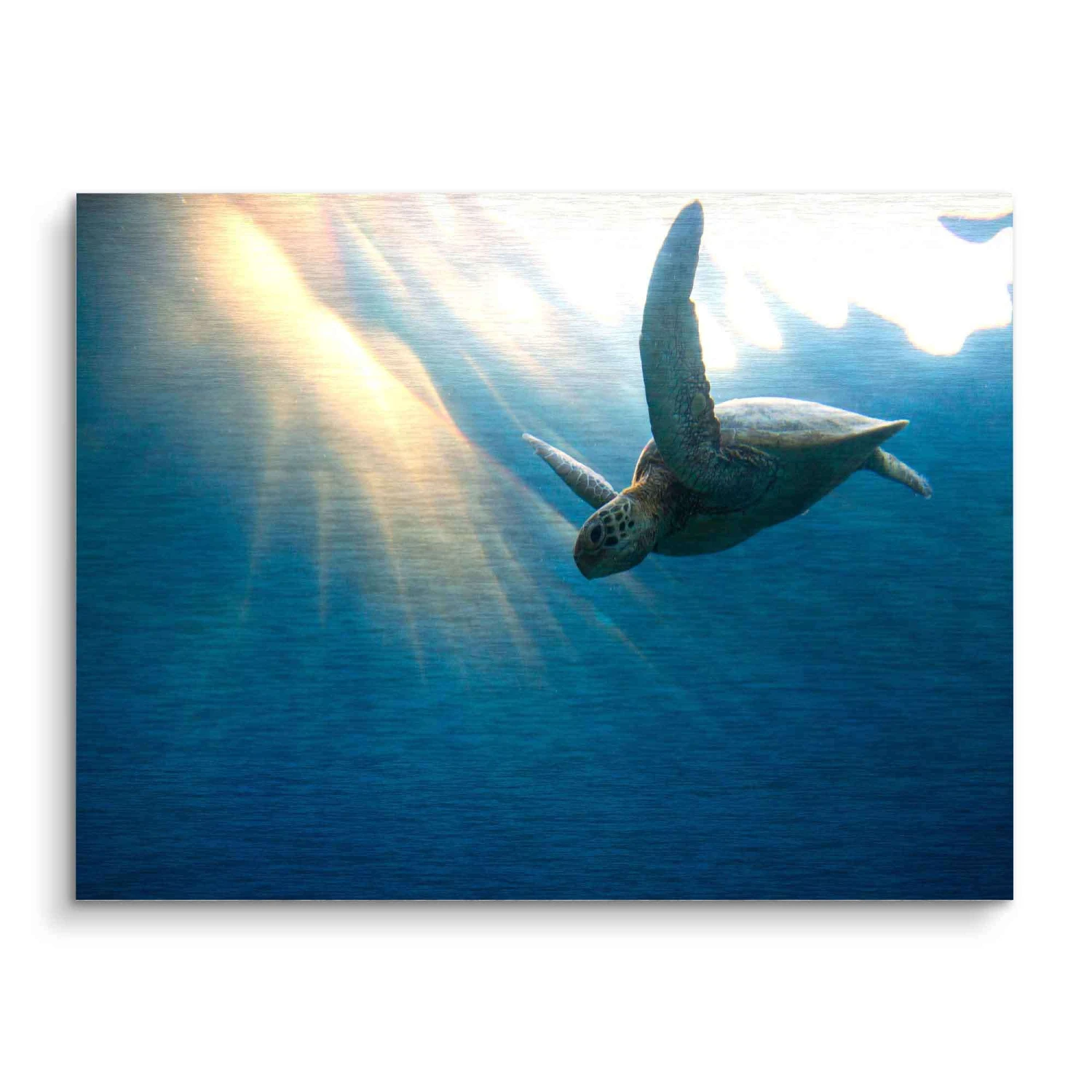 Floating Turtle 4 Floating Turtle – Bild 2