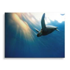 Floating Turtle 17 Floating Turtle -Artmind wandbild schildkroete wasser artmind bild leinwand