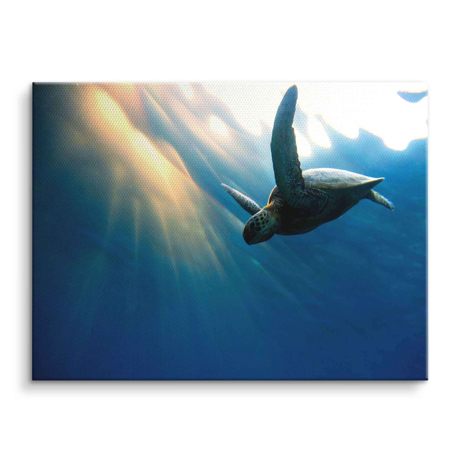 Floating Turtle 5 Floating Turtle – Bild 3