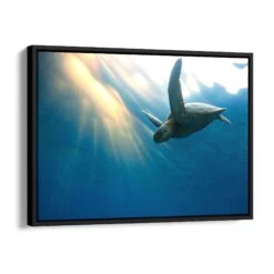 Floating Turtle 18 Floating Turtle -Artmind wandbild schildkroete wasser artmind bild schattenfugenrahmen