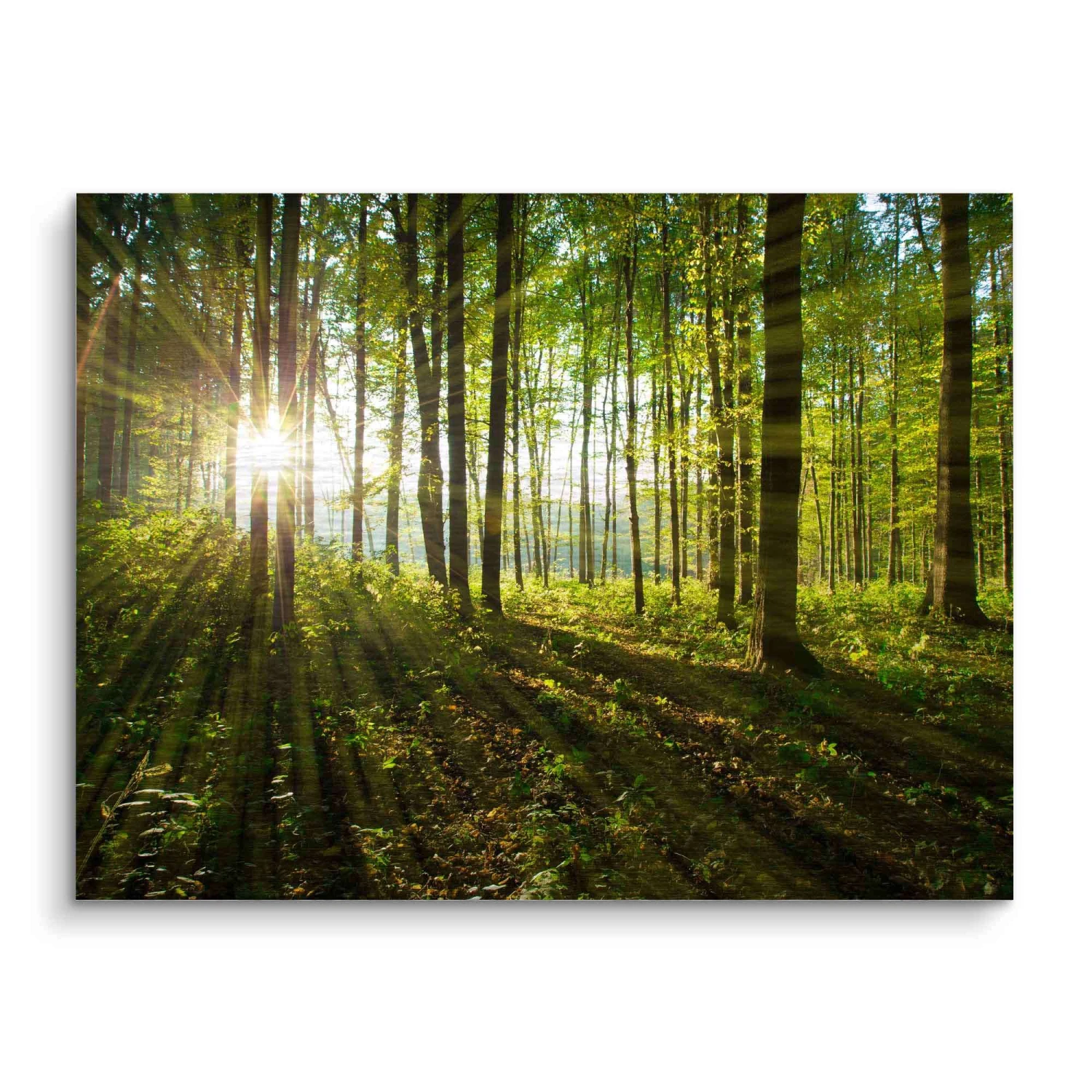 Sonnenstrahlen Im Wald 5 Sonnenstrahlen Im Wald – Bild 3