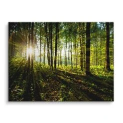 Sonnenstrahlen Im Wald