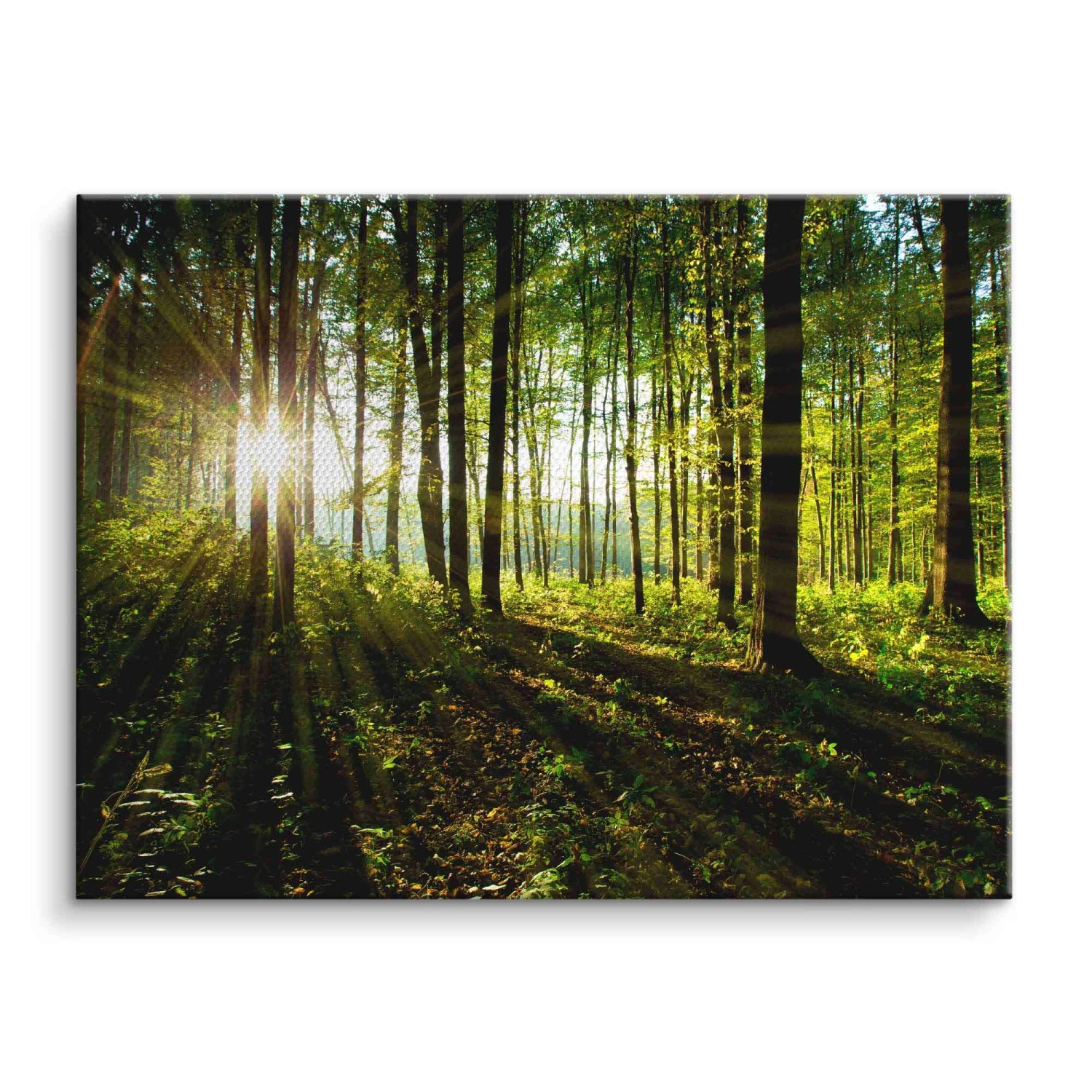 Sonnenstrahlen Im Wald 3 Sonnenstrahlen Im Wald