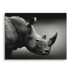 Rhino Portrait